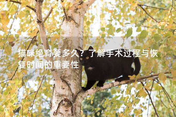 貓咪絕育要多久？了解手術過程與恢復時間的重要性